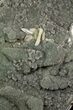 Prasiolite (Green Quartz) Geode Metal Stand - Uruguay #81865-3